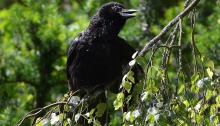 Amongst a backdrop of lush green deciduous trees, a black crow sits atop a tree branch. It peers to its left with its beak open slightly and wings at its sides.