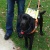 Sully, a black lab, stands on a patch of green grass that is littered with fallen leaves. He wears a brown leather harness that features a neon yellow sign that reads “DO NOT PET ME – I AM WORKING.” His head is slightly cocked to the left, and he looks forward with big, brown eyes. Sully’s owner, Janell, is standing next to him and is pictured from the waist down. She wears dark blue jeans and a pair of black clogs.